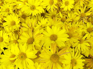 Beautiful blooming yellow chrysanthemum flowers background. top view