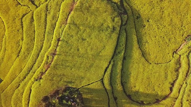 Aerial view drone flight above yellow rapeseed (canola) flower field in spring, Luoping, China