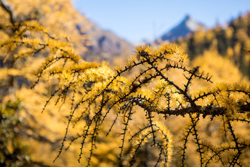 Beautiful of Yellow pine forest in autumn with blue sky in the background at Yading Nature Reserve, Sichuan, China