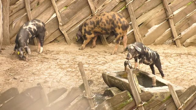 a pig is digging in sand
