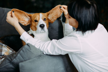 A woman plays with dog and lifts up his ears.