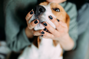 Female hands hold the muzzle beagle dog.