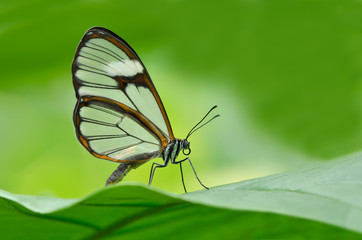 Close-up of a clearwing butterfly (Miraleria cymothoe) perched on a leaf