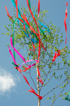 maibaum birke vor blauem himmel mit bunten roten rosa und blauen zierb&auml;ndern