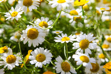 A field of daisies