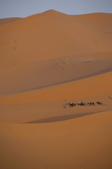 Fototapeta na wymiar Maroc, touristes à dos de dromadaires dans le Sahara pour une méharée, balade touristique. tourists on camels in the Sahara for a camel ride, tourist stroll.