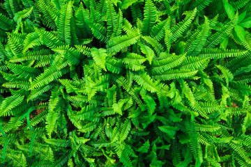 Fern leaf background