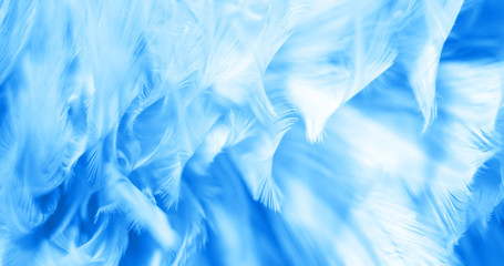 Image nature art of wings bird,Soft pastel detail of design,chicken feather texture,white fluffy twirled on transparent background wallpaper Abstract. Coral Pink color trends and  vintage.