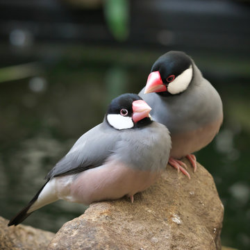 Close-up of a lovely pair of grey java sparrow birds perched on the stones in the greenhouse