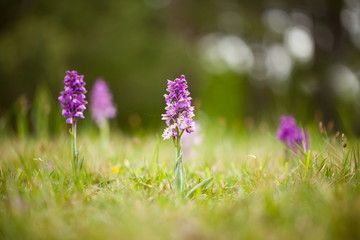 Orchis morio. Free nature. Beautiful picture. Orchid of the Czech Republic. Beautiful photo. Wild nature of the Czech Republic. Plant. Orchids of Europe.