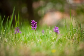 Orchis morio. Free nature. Beautiful picture. Orchid of the Czech Republic. Beautiful photo. Wild nature of the Czech Republic. Plant. Orchids of Europe.