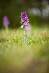 Orchis morio. Free nature. Beautiful picture. Orchid of the Czech Republic. Beautiful photo. Wild nature of the Czech Republic. Plant. Orchids of Europe.