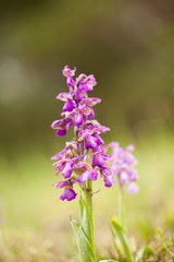 Orchis morio. Free nature. Beautiful picture. Orchid of the Czech Republic. Beautiful photo. Wild nature of the Czech Republic. Plant. Orchids of Europe.