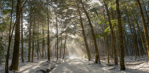 Rys of light through forest in winter