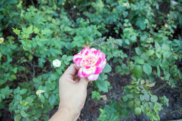 nature rose flower on garden