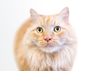 A fluffy orange tabby domestic longhair cat with freckles on its nose