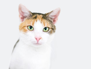 A Calico domestic shorthair cat with green eyes and a serious expression