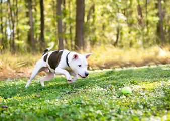 A white Pit Bull Terrier mixed breed dog with brown spots chasing a ball outdoors