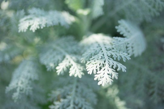 ダスティミラー の画像 3 952 件の Stock 写真 ベクターおよびビデオ Adobe Stock