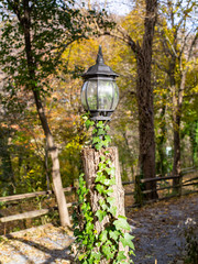 A green leaf Vine Snakes up a Lamp Post and Into the Lamp