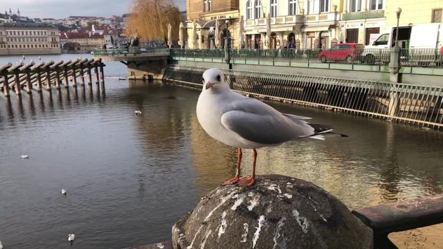 eine M&ouml;we an der Moldau