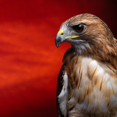 Birds of Prey - A Study of a Aplomado Falcon Buzzard
