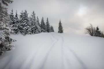 Beautiful snow-covered slope with fir trees