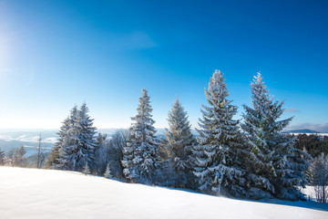 Beautiful snow-covered slope with fir trees