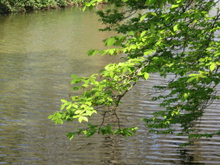 pond with trees