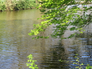 Obraz premium pond with trees
