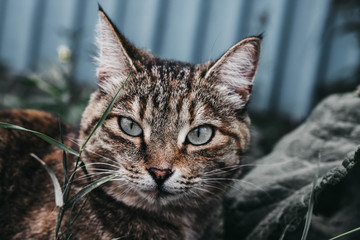 Cat With Big Eyes looking at the lens
