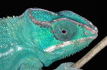 Close-up of a perched panther chameleon showing its textures, colors, and details © Dean Pennala
