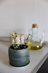 plant in a handmade ceramic on the kitchen