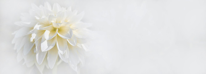 Close up of beautiful blooming white dahlia isolated on white background © Corri Seizinger