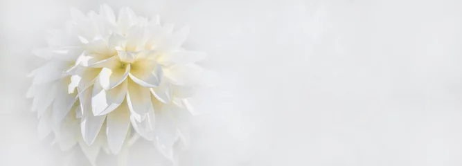 Tuinposter Close up of beautiful blooming white dahlia isolated on white background © Corri Seizinger