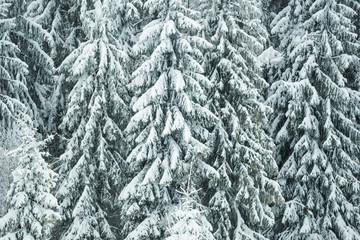 Harsh winter landscape beautiful snowy fir trees