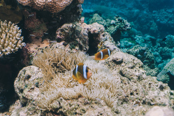 Fototapeta na wymiar AUSTRALIA, Great Barrier Reef: some clown fishes swimming over anemone and corals.