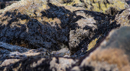 A Closeup of Seaweed Clinging to a Bunch of Rocks