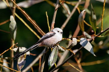 Long-tailed tit aegithalos caudatus sitting on branch of tree. Cute little fluffy bird in wildlife.