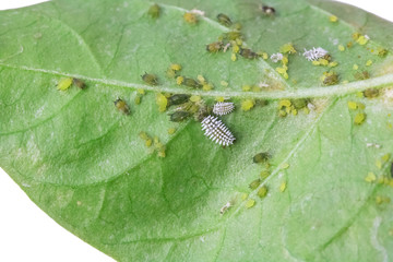 Aphids on chili leaves on a white background.
