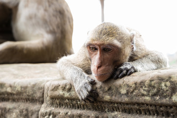 A sad monkey in Angkor Wat, Siem Reap province, Cambodia