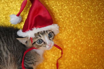 Cat's Portrait using a Christmas Hat