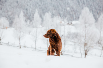 Beautiful dog in a frozen winter landscape