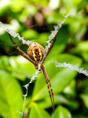 Spider in a Sydney Backyard
