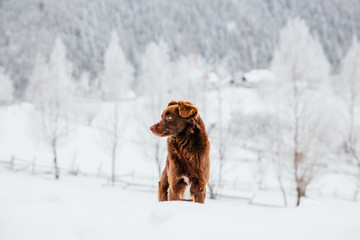 Beautiful dog in a frozen winter landscape