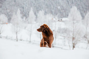 Beautiful dog in a frozen winter landscape