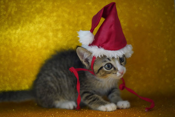 Cat's Portrait using a Christmas Hat