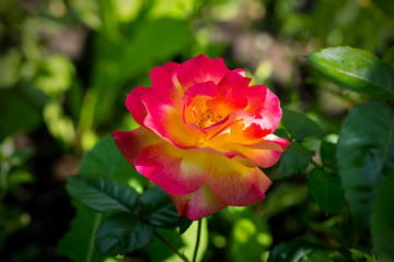 red rose in the garden