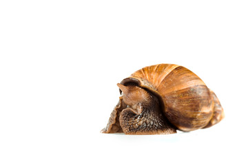 slimy brown snail isolated on white
