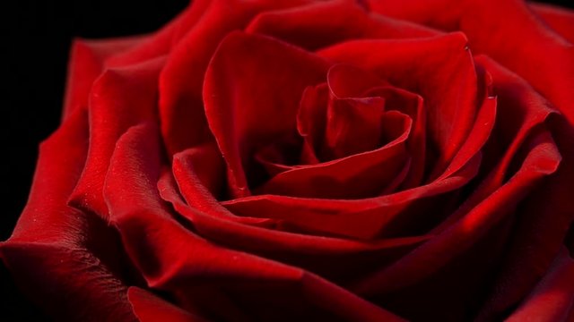 Red rose on a black background. Beautiful flower of love. Velvet red petals. Flowers close-up.